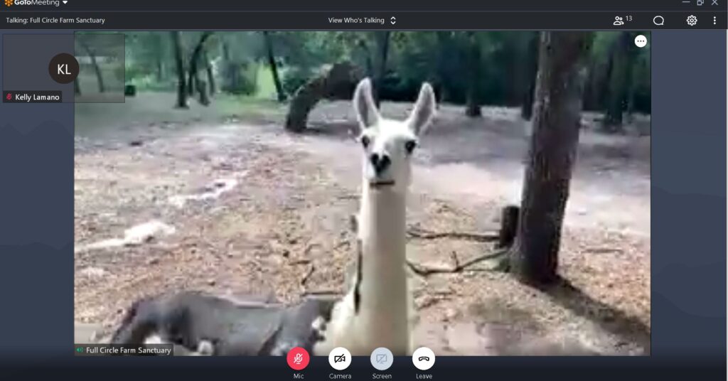 Llama at Goat 2 Meeting